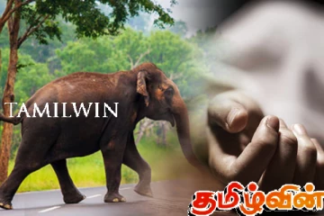 காட்டு யானை தாக்கி வான் சாரதி மரணம்!