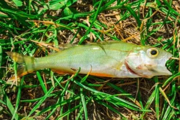 வானில் இருந்து கொட்டி தீர்த்த மீன் மழை.. வியப்பில் மூழ்கிப்போன மக்கள்; எப்படி நடந்தது?