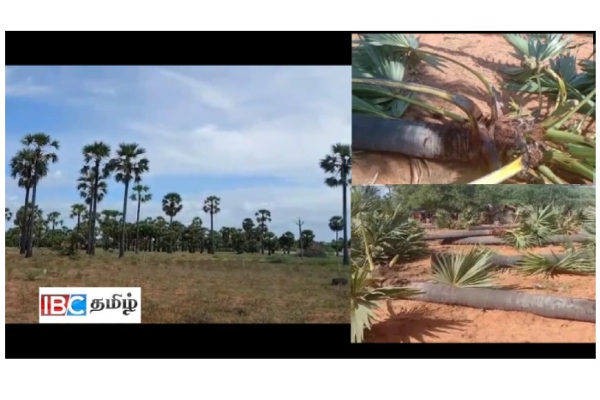 இராமநாதபுரத்தில் பனை மரங்கள் லட்சக்கணக்கில் வெட்டிச் சாய்ப்பு - சமூக ஆர்வலர்கள் குற்றச்சாட்டு | Tamilnadu Samugam