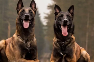 ஏழு வயது குழந்தை கடித்துக் குதறிய ஐந்து நாய்கள்