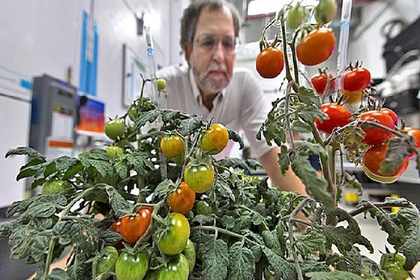 விண்வெளியில் விளைந்த தக்காளி பூமிக்கு -நாசா அறிவிப்பு | Space Tomato Is Coming To Earth