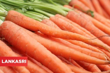 தினமும் ஒரு கேரட் சாப்பிட்டால் நடக்கும் அற்புதங்கள்! இரத்தம் கூட சுத்தமாகும்