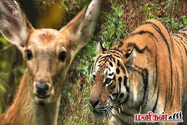 மானை துரத்தி வேட்டையாடுவது போல் நடித்து அசத்திய புலி! இணையத்தை ஆக்கிரமிக்கும் காணொளி | Tiger Acting Like Hunting Deer Funny Video Viral மானை துரத்தி வேட்டையாடுவது போல் நடித்து அசத்திய புலி! இணையத்தை ஆக்கிரமிக்கும் காணொளி | Tiger Acting Like Hunting Deer Funny Video Viral