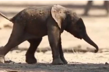 குட்டி யானையின் முதல் அடி பயணம்... சிலிர்க்க வைக்கும் காட்சி