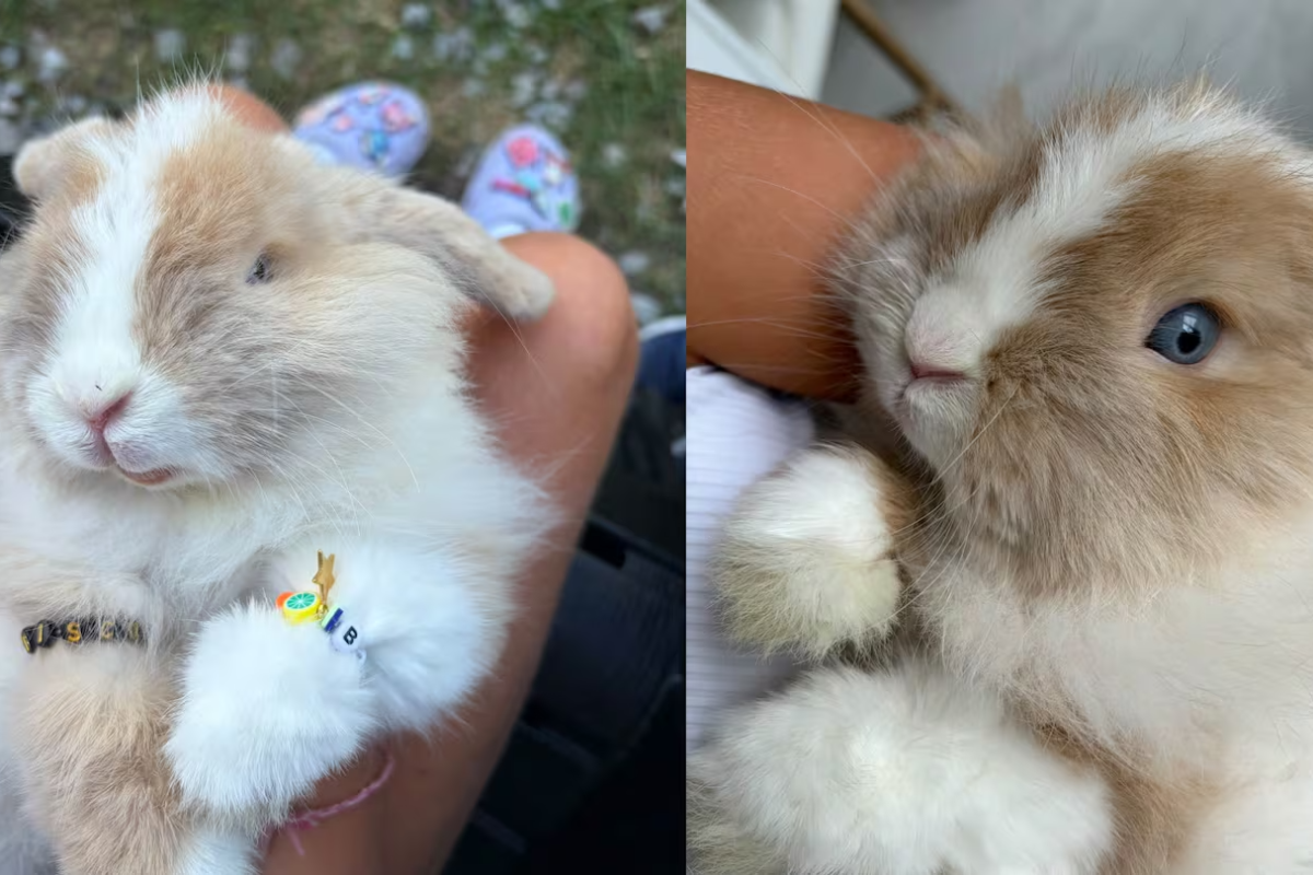 கனடாவில் திருடப்பட்ட முயல்: காவல்துறை தீவிர விசாரணை | Bunny Named Biscuit Stolen From Markham Ont Fair
