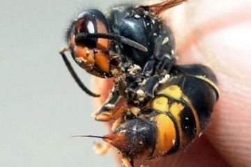 பம்பர குளவி கொட்டி நபர் ஒருவர் உயிரிழப்பு