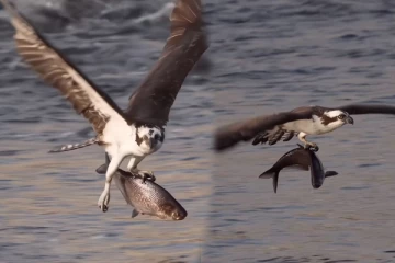 Viral VIdeo: கழுகின் ராட்சத மீன் வேட்டை... ஒற்றை காலில் நடந்த ஆச்சரியத்தை பாருங்க