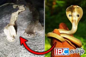 பாம்புகள் அவற்றின் தோலை உதிர்ப்பதற்கு காரணம் என்ன தெரியுமா !