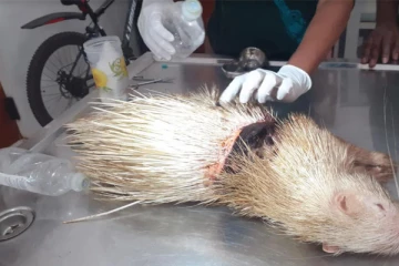 மிகவும் அரிய வகையான விலங்கு ஒன்று இலங்கையில் கண்டுப்பிடிப்பு