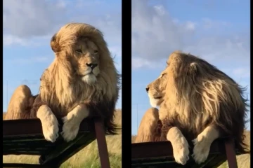 Wow... காற்றில் அசந்த ராட்சத சிங்கத்தின் பட்டுப்போன்ற முடி... - 4 மில்லியனை கடந்து குவியும் லைக்குகள்...!