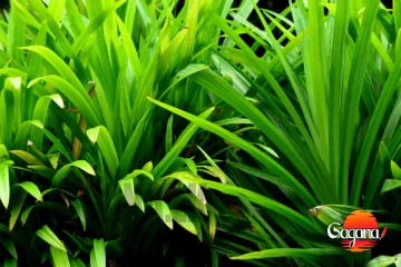 බත්වලට නැතුවම බැරි රම්පෙ ගැන ඇහෙන බය හිතෙන කතාවක්, සුවඳට දැම්මා වගේ නෙවෙයි [PHOTOS]