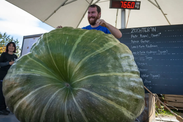766 கிலோ எடை பூசணிக்காயால் சூரிச் விவசாயி சாதனை | Zurich Farmer Sets Record With 766 Kg Pumpkin