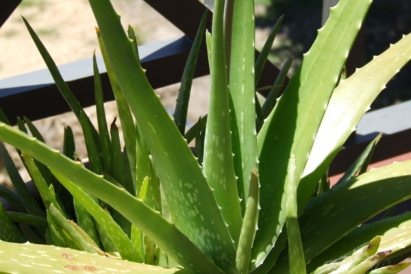 நெருக்கடியில் இலங்கை ஆயுர்வேத மருந்துக் கூட்டுத்தாபனம் | Sri Lanka Ayurvedic Pharmaceuticals Crisis