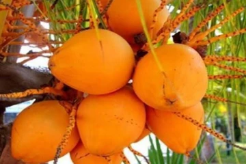 வவுனியா சந்தையில் ஒரு செவ்விளநீர் விலை இவ்வளவா!