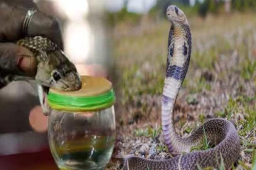 பாம்பின் விஷம் மனிதனின் உயிரைப் பறிக்க எவ்வளவு நேரம் எடுக்கும்னு தெரியுமா?