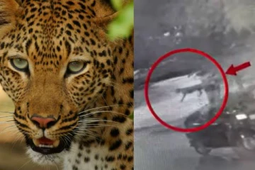 அல்லோலப்படுத்தும் சிறுத்தை; பயத்தில் மக்கள்- திணறும் வனத்துறை கூண்டில் சிக்குமா?