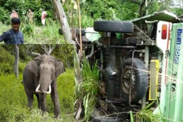 வீதியில் சென்ற லொறிக்கு முன் திடீரென வந்த யானை... நபரொருவர் பரிதாபமாக உயிரிழப்பு!