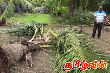திருகோணமலை பாலத்தோப்பூர் கிராமத்தில் காட்டு யானைகள் அட்டகாசம்