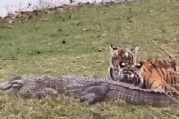 முதலையை வேட்டையாடிய புலிகள் மெய்சிலிர்க்க வைக்கும் வீடியோ காட்சி...