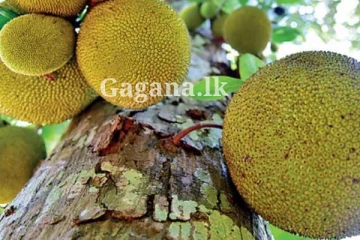 කොස් ගසක් තරුණ ජිවිතයක් රැගෙන යයි.