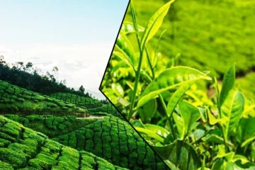 தேயிலை பெருந்தோட்டத்துறை தொடர்பில் விடுக்கப்பட்டுள்ள எச்சரிக்கை