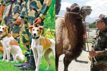 இந்திய ராணுவத்தில் பணியாற்றும் 12,600 விலங்குகள் - என்ன பணிகள் தெரியுமா?