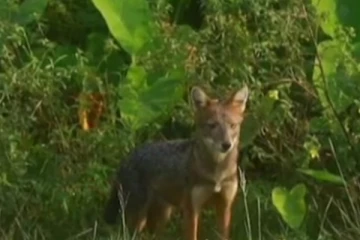 ගමක්ම බිය වද්දන හිවල්ලූ - ගමනාගමනයත් සීමා වෙයි..(VIDEO)