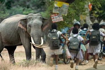 அநுராதபுரத்தில் பாடசாலை ஒன்றிற்குள் நுழைந்த காட்டு யானையால் பதற்றம்