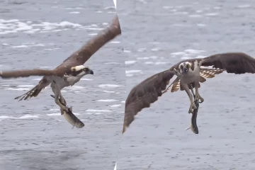 Viral Video: விமானம் போன்று பறந்து வந்த கழுகு.. நொடியில் நடந்த மீன் வேட்டை