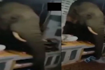 சமையலறையை உடைத்து உணவு தேடும் யானை! இணையத்தில் வைரலாகும் காணொளி