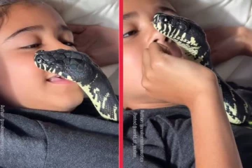 சிறுமியுடன் படுக்கையில் ஒய்யாரமாக இருக்கும் போயிலனின் மலைப்பாம்பு! வைரலாகும் காணொளி