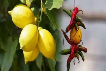 வீட்டு வாசலில் எலுமிச்சை மிளகாய் கட்டுவது ஏன்? அறிவியல் காரணத்தை தெரிஞ்சிக்கோங்க