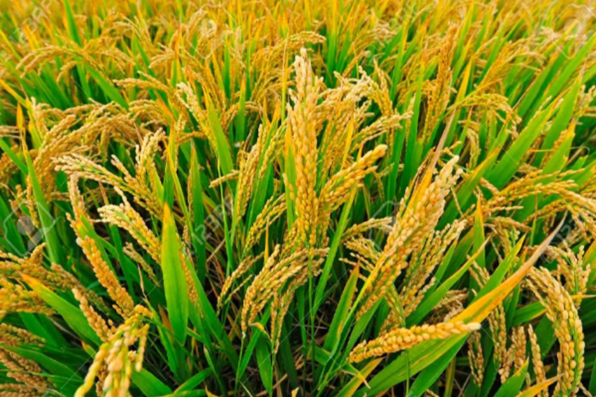 நெல்லின் விலை வீழ்ச்சி - விவசாயிகளுக்கு உதவ விசேட திட்டம் | Falling Paddy Prices Special Scheme Help Farmers