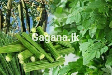 කිරි වීදුරු 60 ගුණය ඇති මුරුංගා - මේ ගුණ ගැන දැනගත්තොත් ඔබ පුදුමවෙයි..!