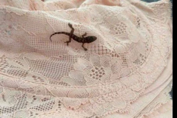 விமானம் மூலம் மற்றொரு நாட்டிற்கு வந்த பல்லி