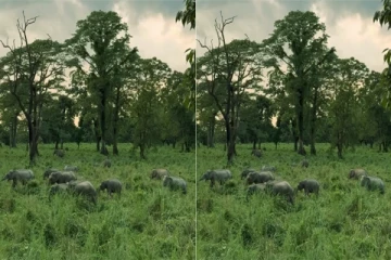 மாடுகளை போல கூட்டமாக மேய்ந்து திரியும் யானை கூட்டம் வைரலாகும் வீடியோ!