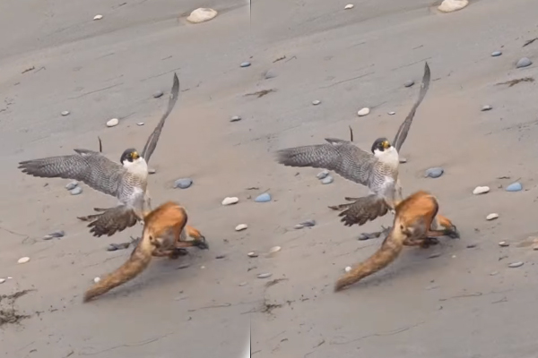 நரிக்கு மரண பயத்தைக் காட்டிய கழுகு... நம்பமுடியாத காணொளி | Eagle Try Hunt Red Fox But Just Missing