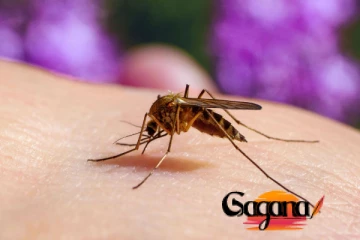 අවදානම ඉහලට... රෝගයෙන් බස්නාහිරට වැඩිම බලපෑමක්...