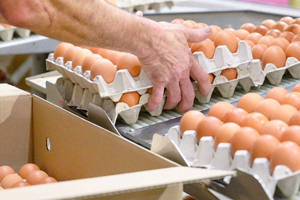 முட்டைக்கு தட்டுப்பாடு - அரசாங்கம் எடுத்துள்ள நடவடிக்கை | Shortage Of Eggs Action Taken By Govt