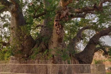 அரபு வர்த்தகர்களால் இந்தியாவிற்கு கொண்டு வரப்பட்ட 450 ஆண்டுகள் பழமையான மரம்.., 40 பேர் தங்கலாம்