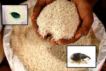 හාල් එකේ වද දෙන ගුල්ලන්නව මට්ටු කරන්න මෙන්න ක්‍රම...