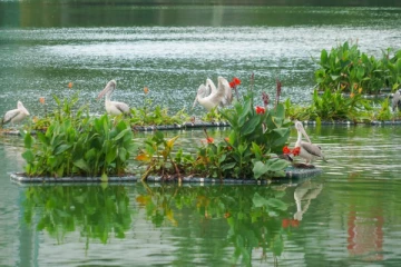பேர வாவியில் வாத்துக்கள் உயிரிழப்பு; வெளியான காரணம்