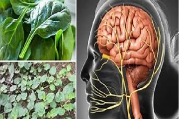 මොලය වර්ධනය විම සදහා ආහාරයට ගත යුතු ආහාර වර්ග ගැන ඔබ දැනුවත්ද..?