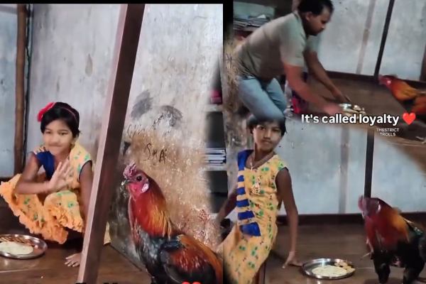 Viral VIdeo: குழந்தையின் உணவை எடுக்க வந்த நபர்! விரட்டி விரட்டி தாக்கிய சேவல் | Cock Product Girl Food And Cock Attack Person