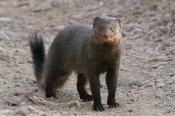 விலங்கு கடித்து பரிதாபமாக உயிரிழந்த வர்த்தகர்