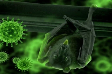 இலங்கையில் நிபா வைரஸ்; பரவிய தகவலில் உண்மையில்லை