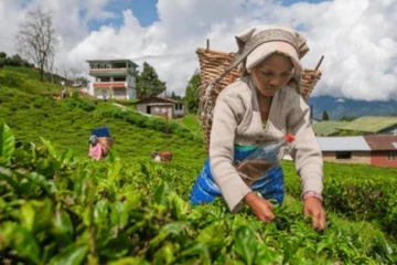 තේ වගාවේ නිරත පුද්ගලයන්ට රජයෙන් සුබම සුබ පණිවිඩයක්