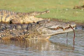 දිය නාමින් සිටි දරුවෙකුට කිඹුලෙක්ගෙන් වුන හදවත් සංවේදී කරන කණගාටුදායක සිදුවීමක්..