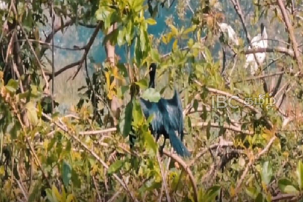 மட்டக்களப்பிற்கு வந்து குவியும் வெளிநாட்டு பறவைகள் | Foreign Birds Flocking To Batticaloa