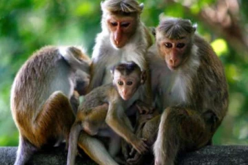 கூண்டுகளில் அடைக்கப்பட்டு பட்டினி போடப்பட்ட குரங்குகள்; கடும் எதிர்ப்பு